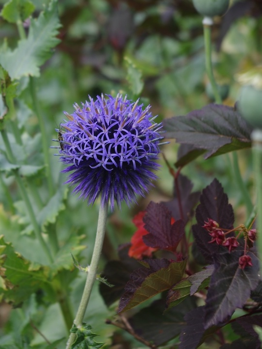Echinops bannaticus 'Taplow Blue'