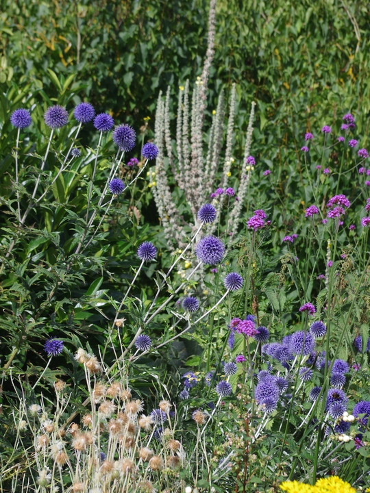 Echinops ritro