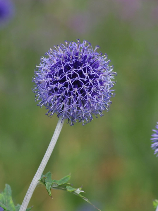Echinops ritro
