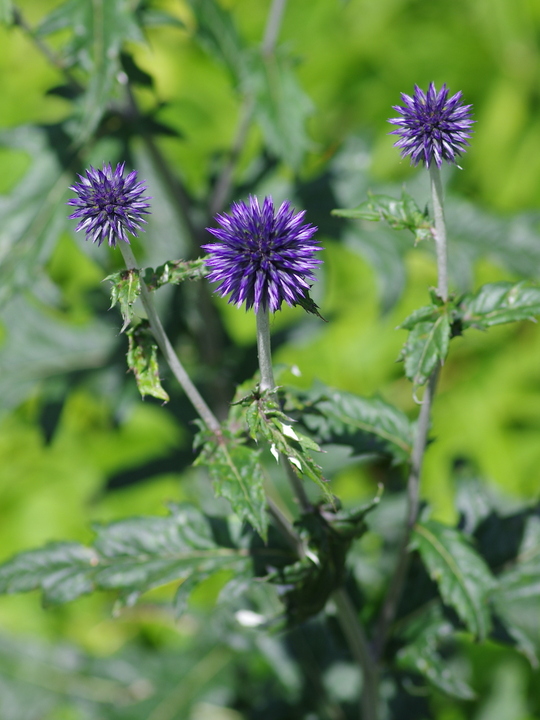 Echinops ritro 'Veitch's Blue'