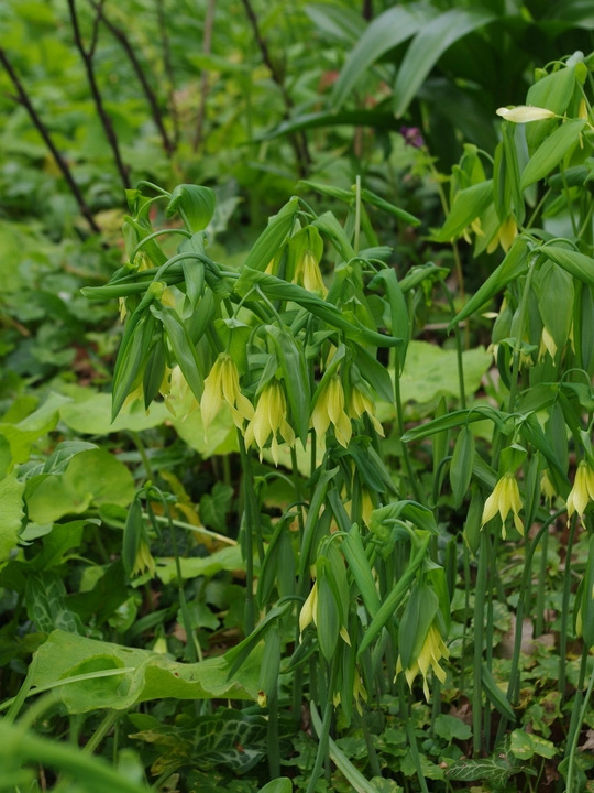 Uvularia grandiflora var. pallida