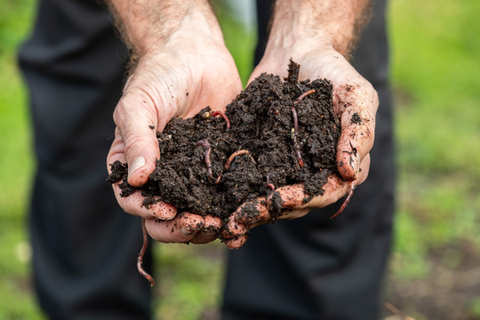 The Rhizophyllia Soil Food Web Workshop at Beth Chattos 