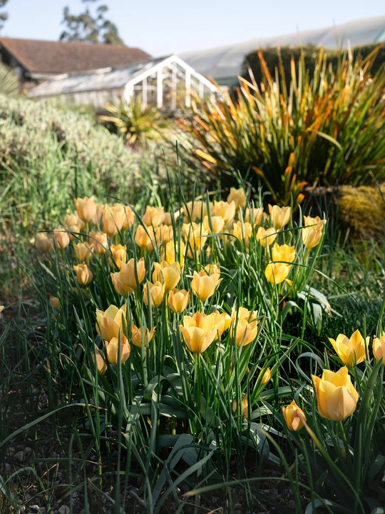 Tulipa 'Honky Tonk' (5xDB)