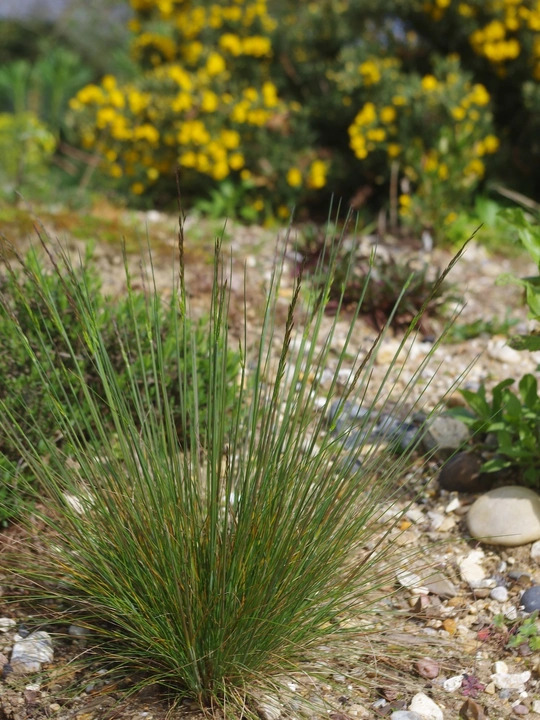 Festuca amethystina