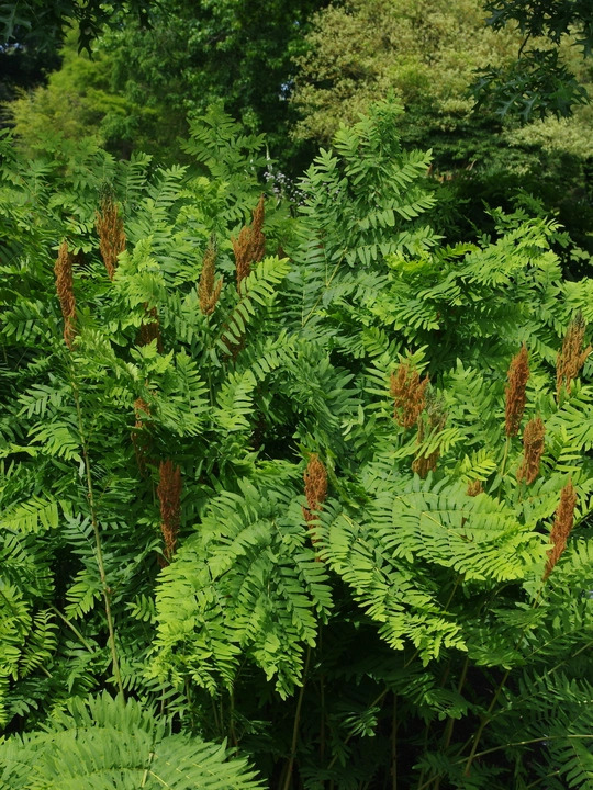 Osmunda regalis