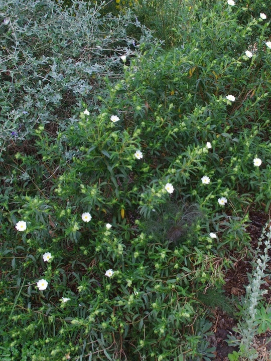 Cistus monspeliensis