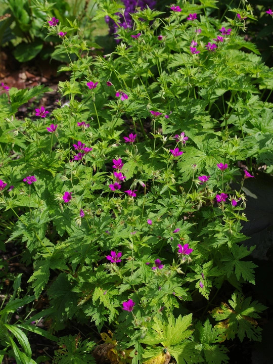 Geranium 'Hannah'