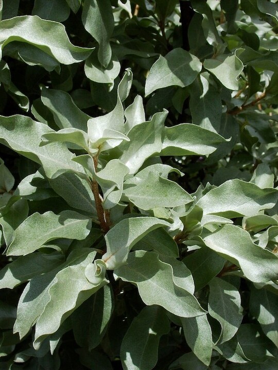 Elaeagnus 'Quicksilver'