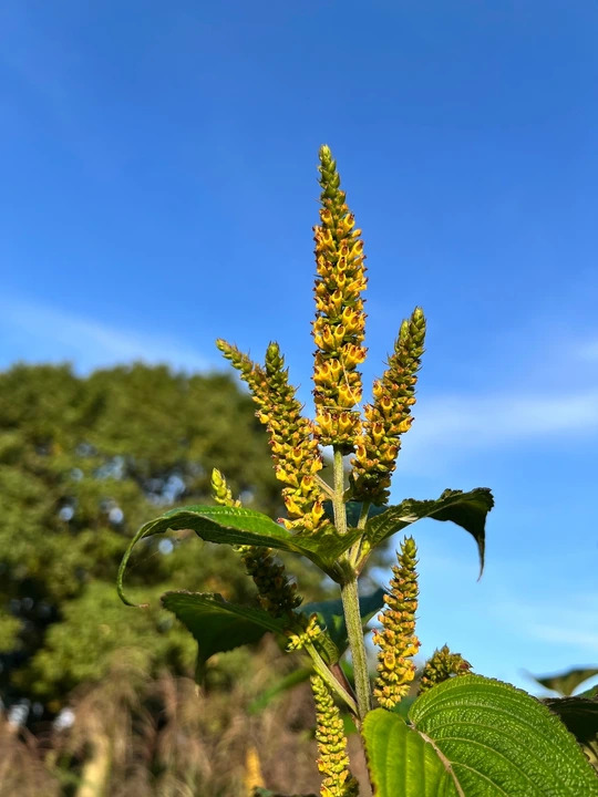Elsholtzia flava