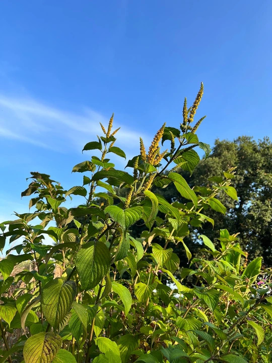 Elsholtzia flava