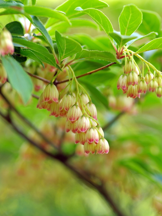 Enkianthus campanulatus