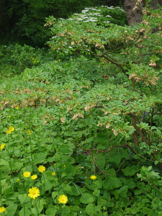 Enkianthus campanulatus