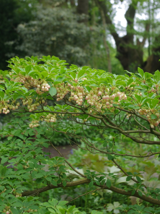 Enkianthus campanulatus