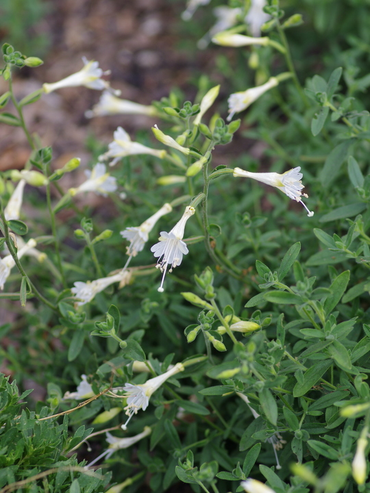Epilobium canum 'Albiflorum'