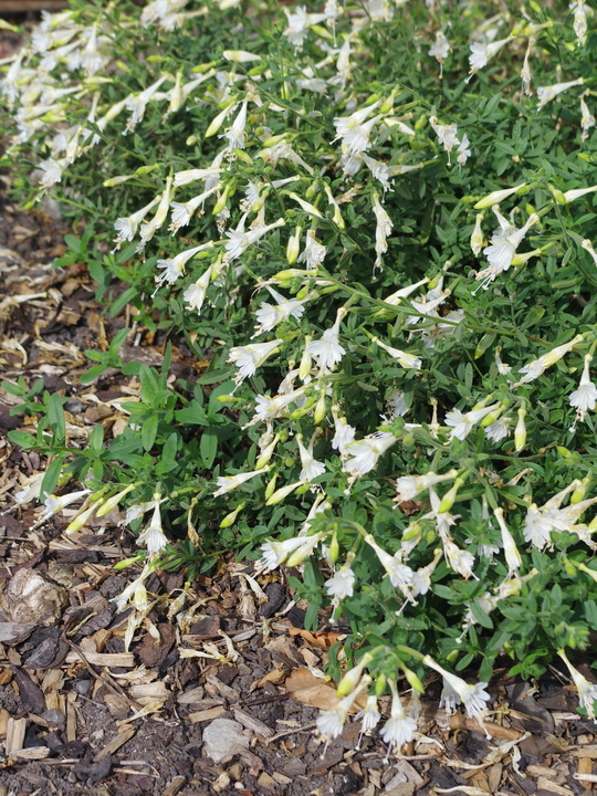 Epilobium canum 'Albiflorum'