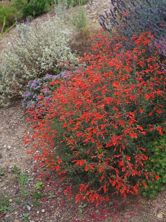 Epilobium canum 'Dublin'