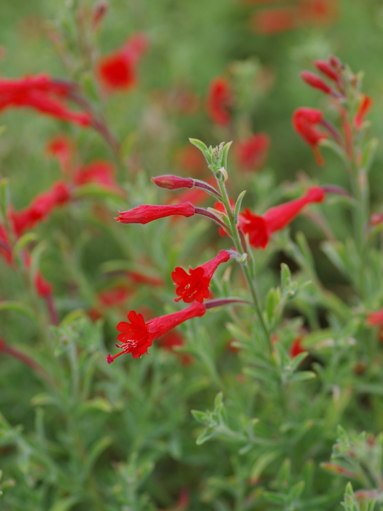 Epilobium canum 'Dublin'