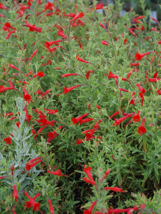 Epilobium canum 'Dublin'
