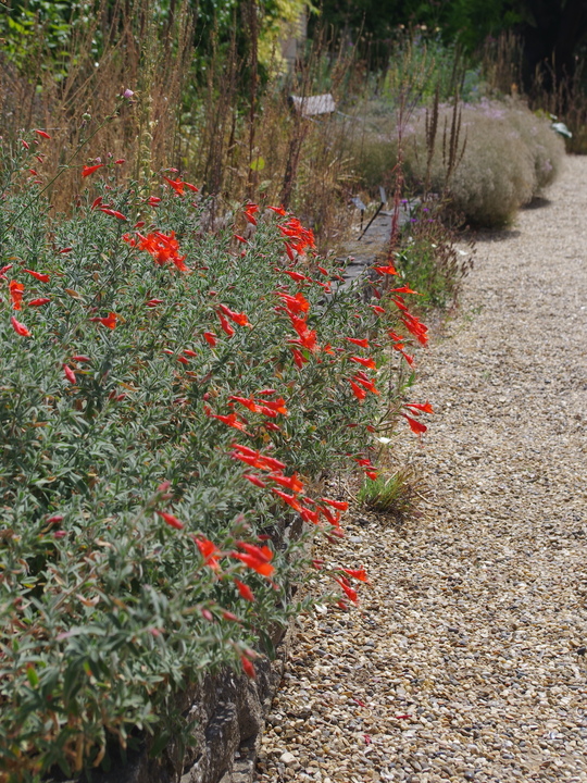 Epilobium canum 'Ed Carman'