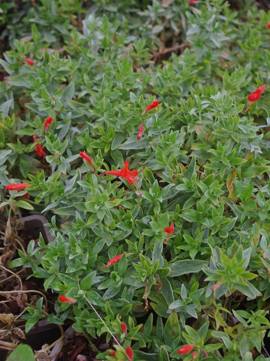 Epilobium septentrionale