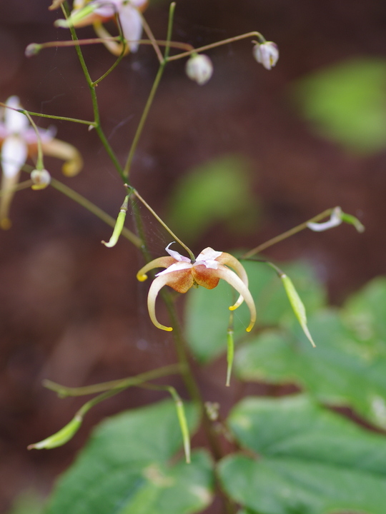 Epimedium 'Fantur'