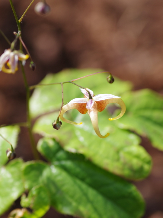 Epimedium 'Fantur'