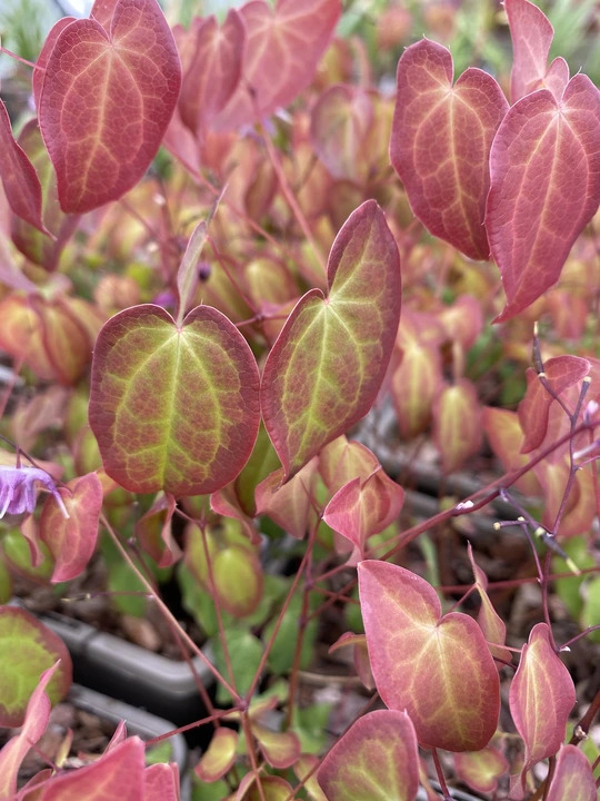 Epimedium grandiflorum 'Freya MK11'