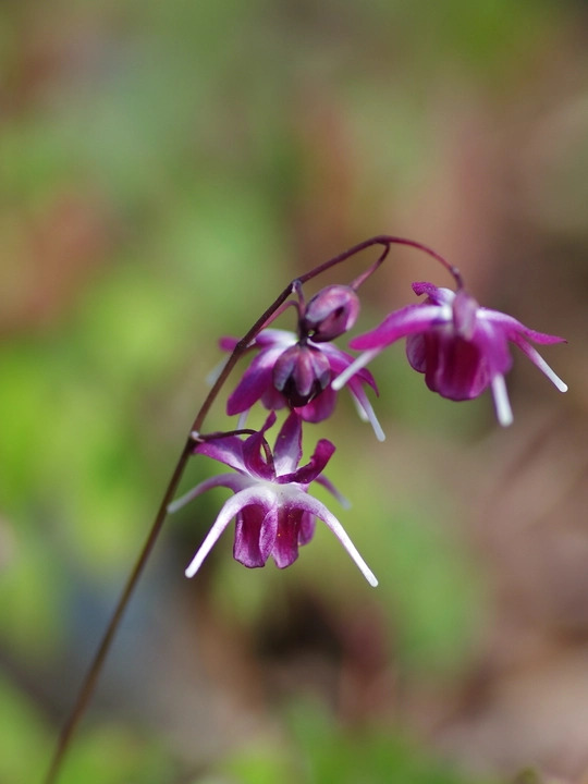 Epimedium grandiflorum 'Freya MK11'