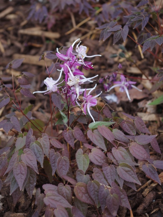 Epimedium grandiflorum 'Queen Esta'