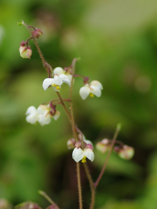 Epimedium pubigerum