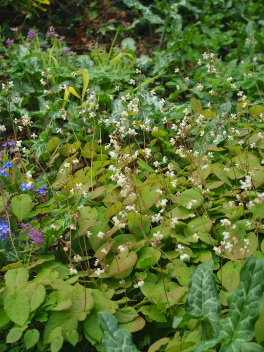 Epimedium pubigerum