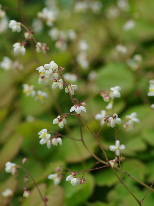 Epimedium pubigerum