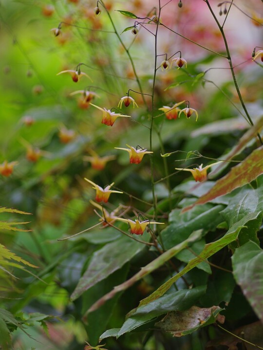 Epimedium 'Rik'