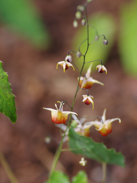 Epimedium 'Rik'