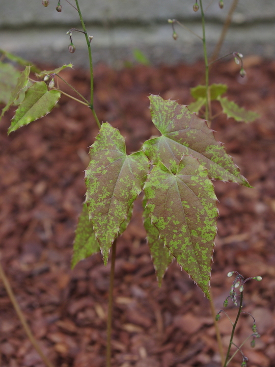 Epimedium 'Rik'