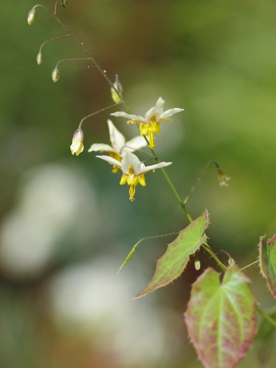 Epimedium 'Valor'