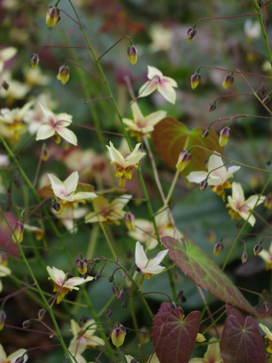 Epimedium 'Valor'
