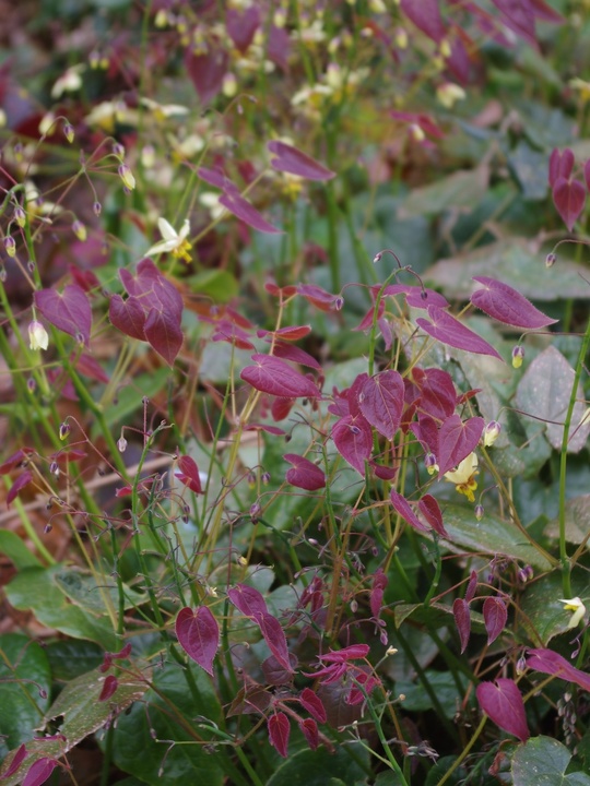 Epimedium 'Valor'