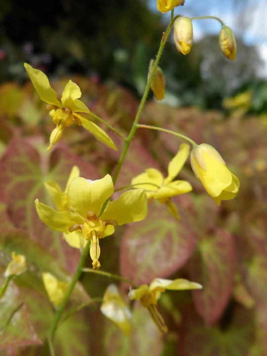 Epimedium x perralchicum 'Fröhnleiten'