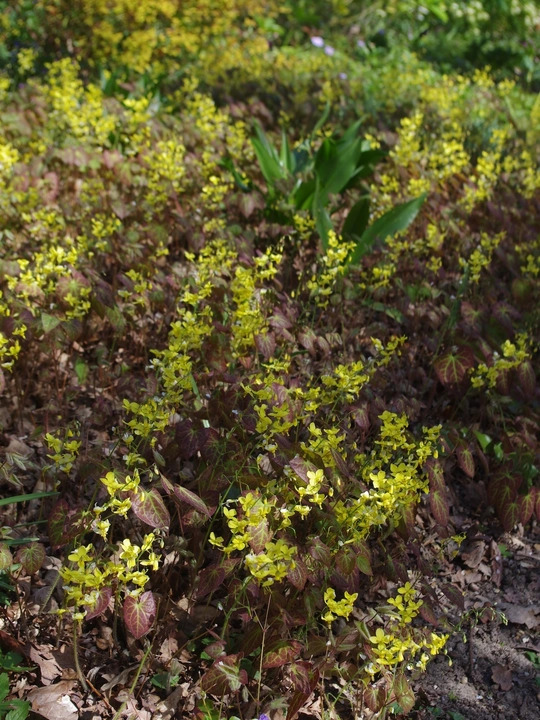 Epimedium x perralchicum 'Fröhnleiten'