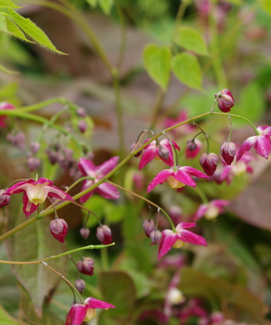 for Shade Epimedium x rubrum The Beth Chatto Gardens