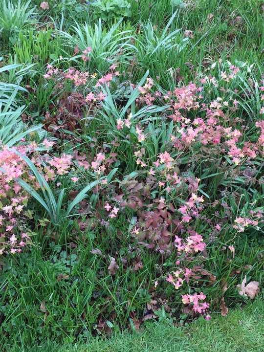 Epimedium x versicolor 'Discolor'