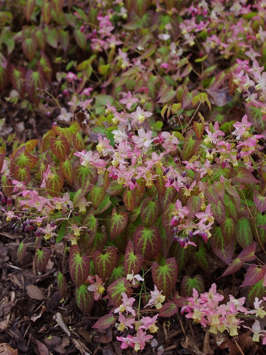 Epimedium x versicolor 'Discolor'
