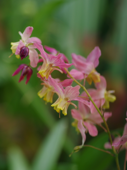 Epimedium x versicolor 'Discolor'