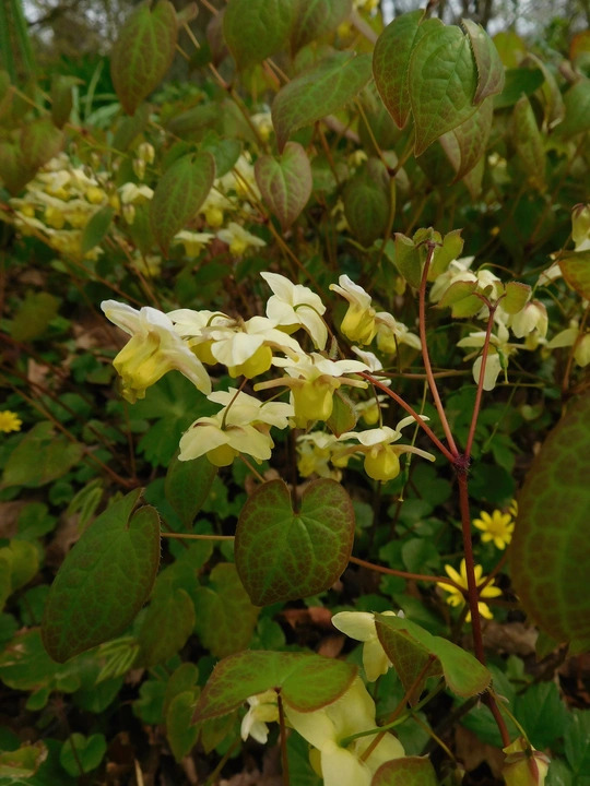 Epimedium x versicolor 'Sulphureum'