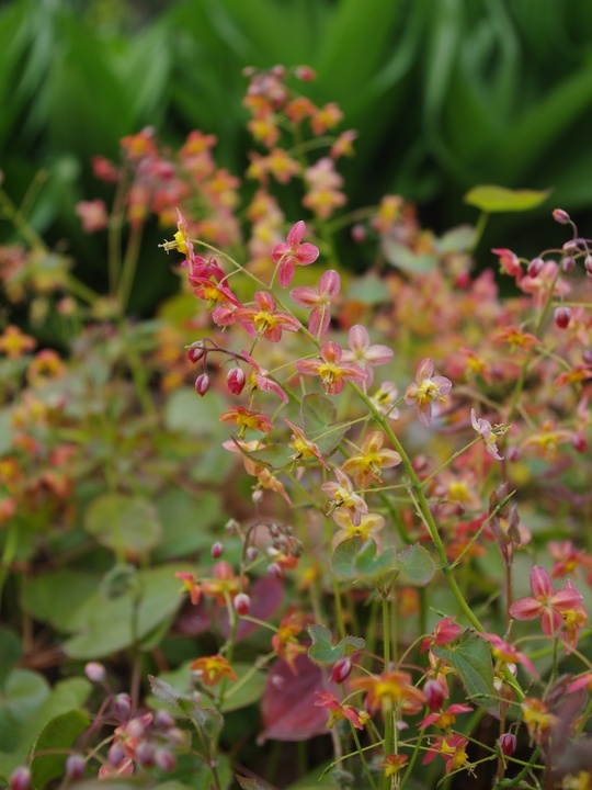 Epimedium x warleyense