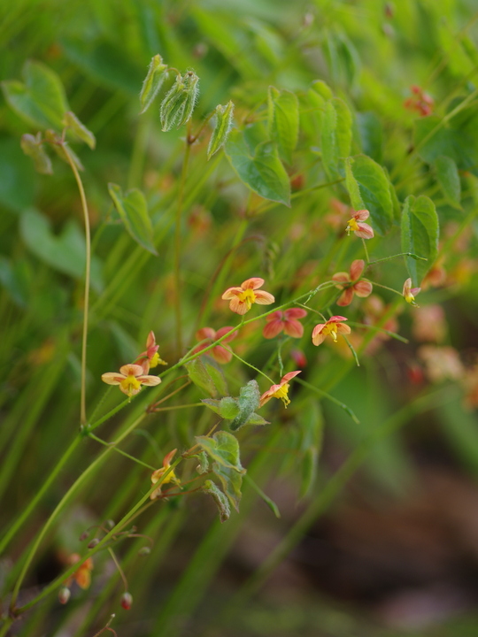 Epimedium × warleyense 'Orangekonigin'