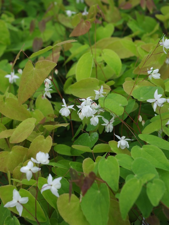 Epimedium x youngianum 'Niveum'