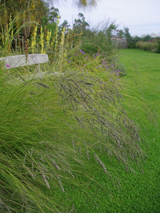 Eragrostis curvula