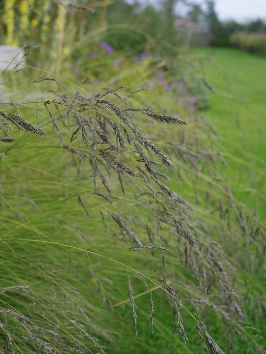 Eragrostis curvula